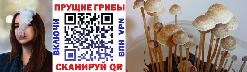 Купить закладки  Полтавская  Псилоцибиновые грибы Cubensis 